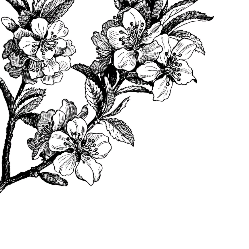 

Дизайнерские обои Springtime Black&Amp;White