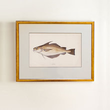 Golden fish 0.3 Golden fish 0.3