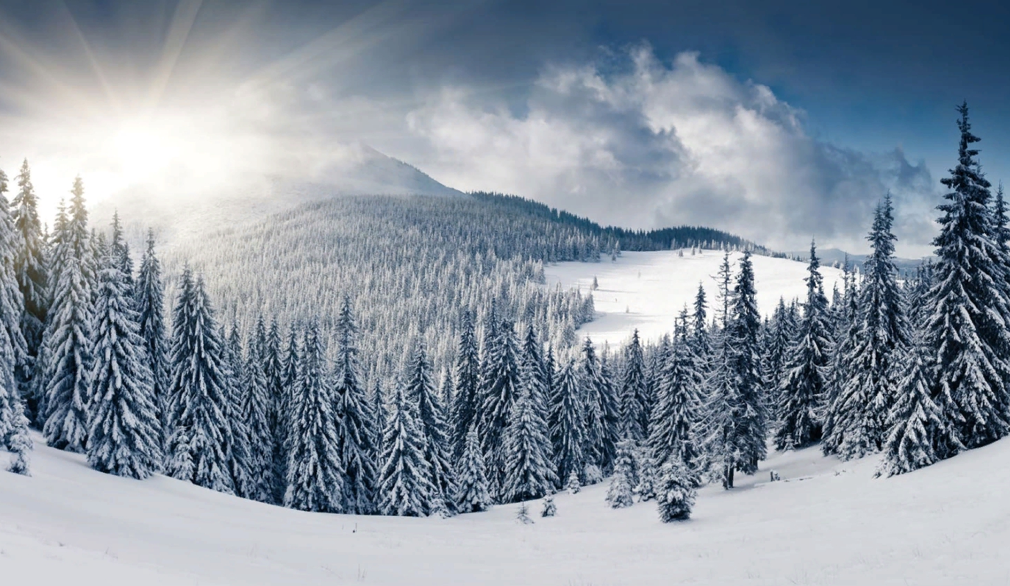 

Дизайнерские обои Winter