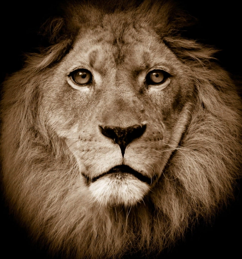

Дизайнерские обои Lion