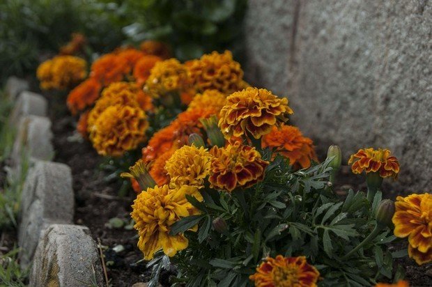 Фотография: Флористика в стиле , Советы, Дом и дача, как выбрать растения для сада, растения – фото на INMYROOM