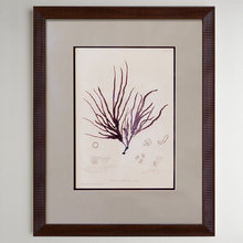 Purple corals 0.1 Purple corals 0.1