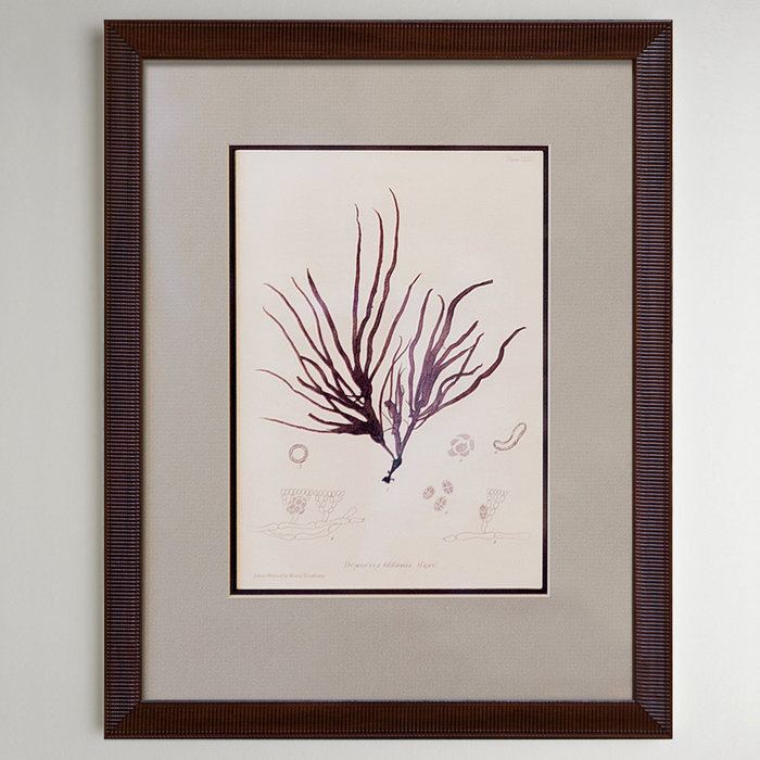 Purple corals 0.1 Purple corals 0.1