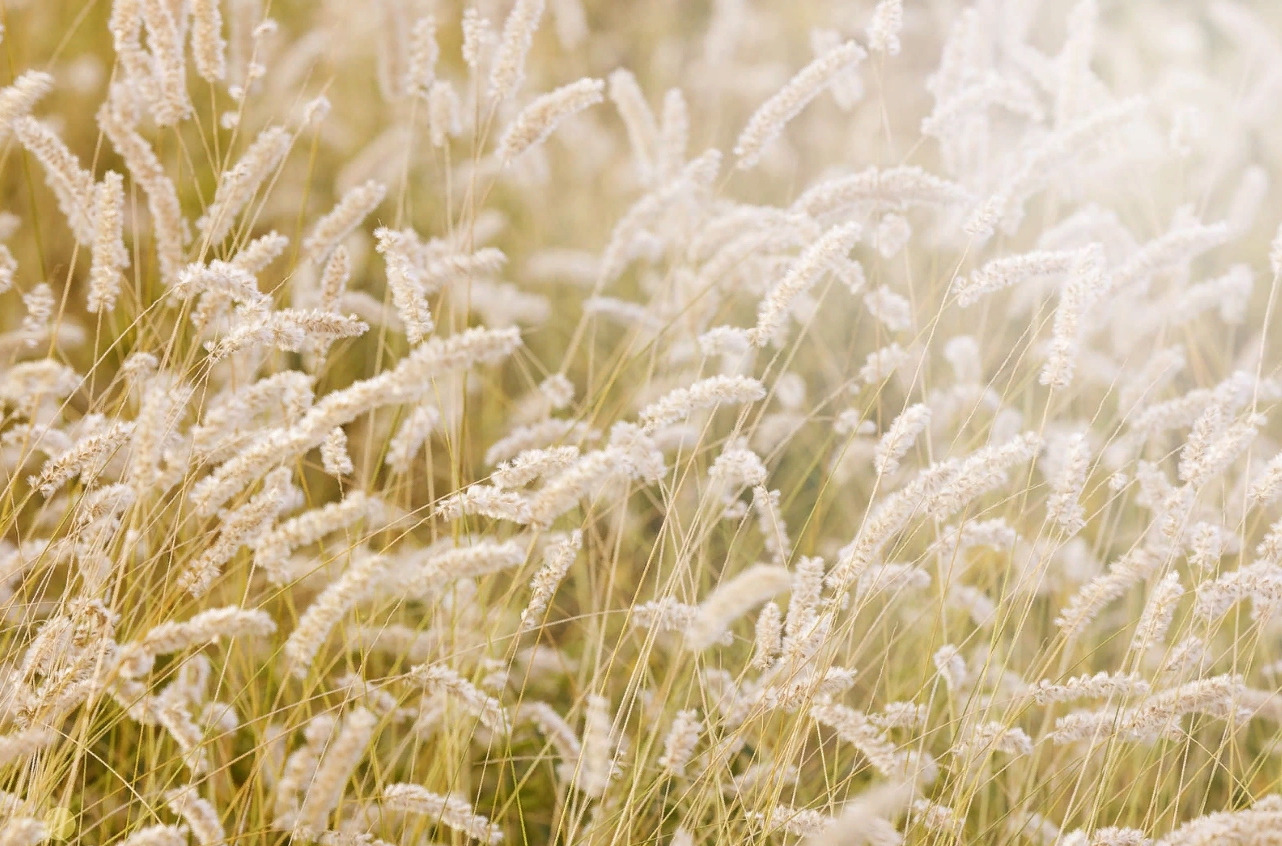 

Дизайнерские обои Lay in The Hay