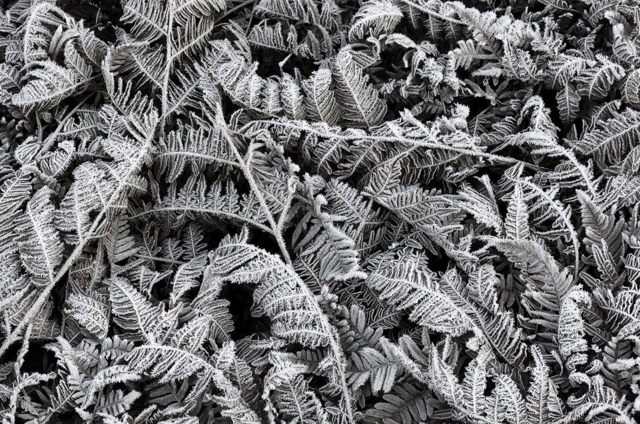 

Дизайнерские обои Frost Leaf