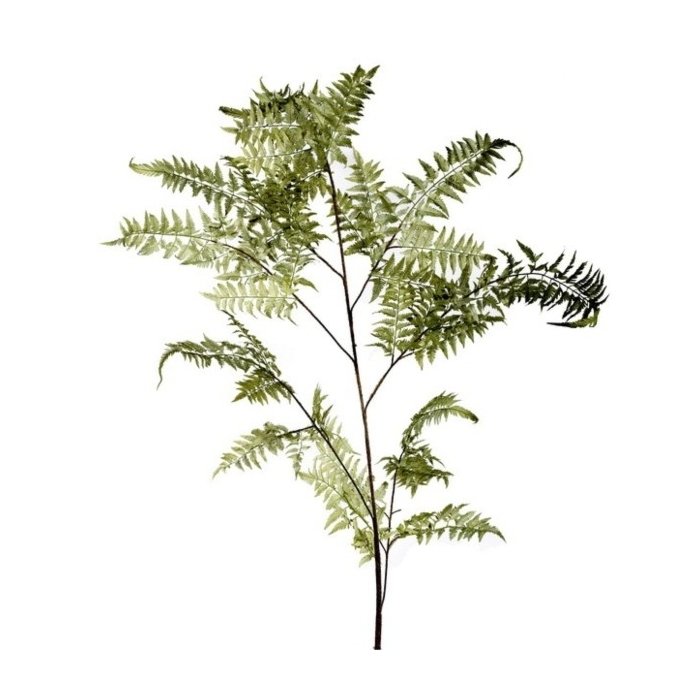 Папоротник Giant Fern Папоротник Giant Fern