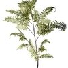 Папоротник Giant Fern Папоротник Giant Fern