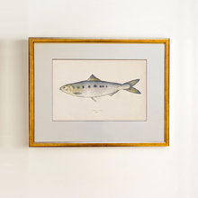Golden fish 0.2 Golden fish 0.2