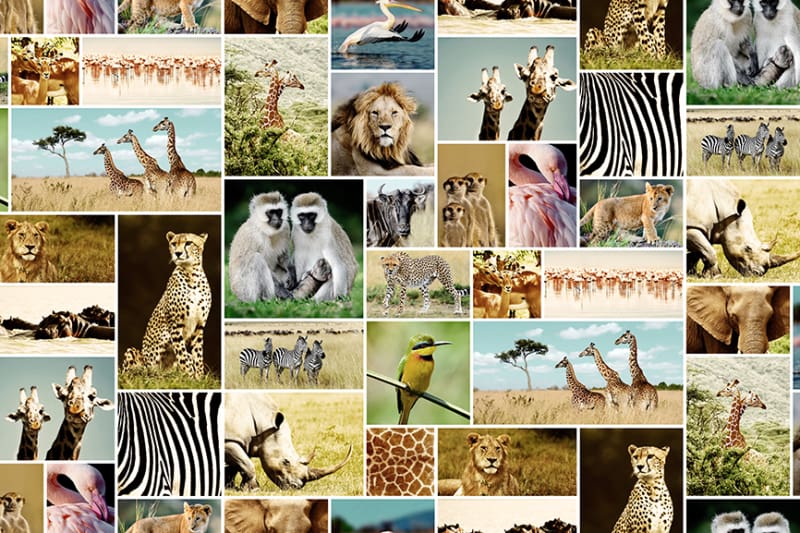 

Дизайнерские обои Africa