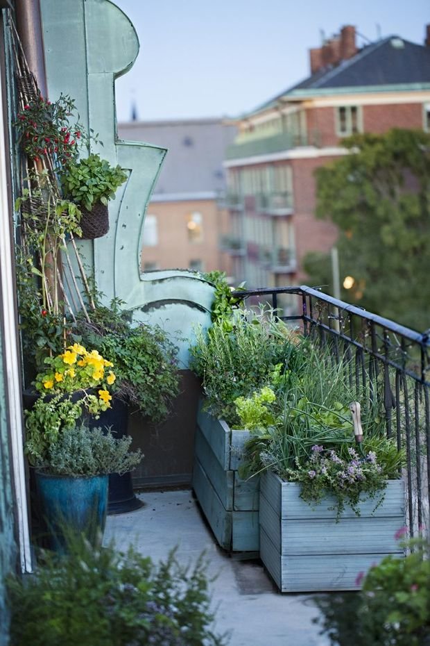 Фотография: Балкон в стиле Прованс и Кантри, Эко, Советы, Зеленый, Оксана Шабалина, овощи на балконе, сад пряных трав на балконе, вертикальное озеленение, что выращивать в тени, огород на балконе, мини-огород на балконе – фото на INMYROOM