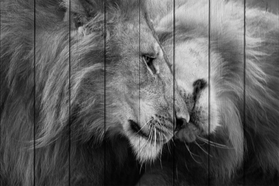 

Картина на дереве львиная любовь 60х40