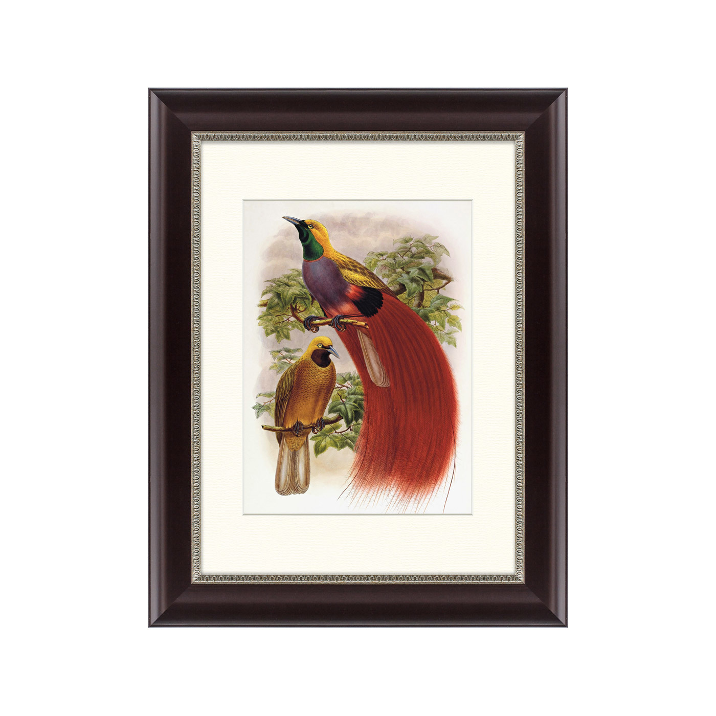 

Картина гольдиева райская птица 1884 г.