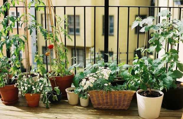 Фотография: Балкон в стиле Эко, Квартира, Ландшафт, Дом и дача, огород на балконе, мини-огород на балконе, Leroy Merlin, Наталия Шушлебина – фото на INMYROOM