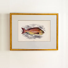 Golden fish 0.1 Golden fish 0.1