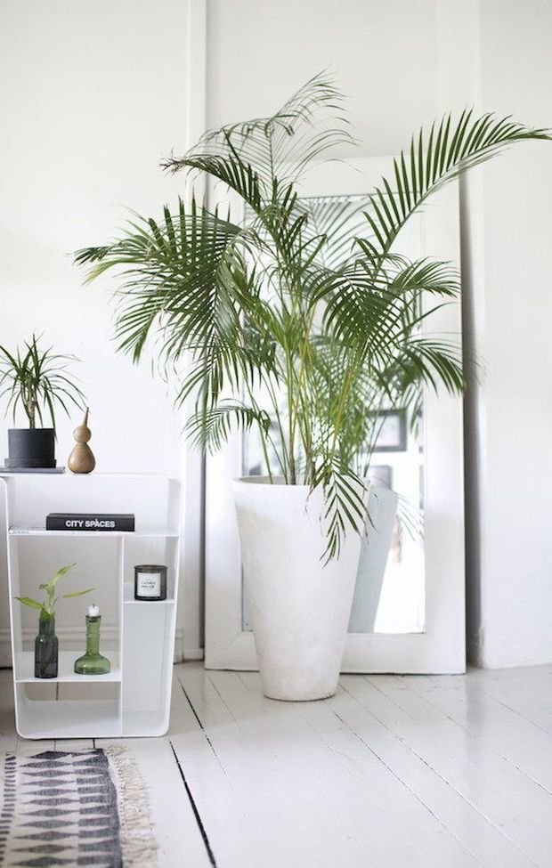 Фотография: Флористика в стиле , Декор интерьера, Зеленый, растения в горшках в интерьере, комнатные растения для ванной комнаты – фото на INMYROOM