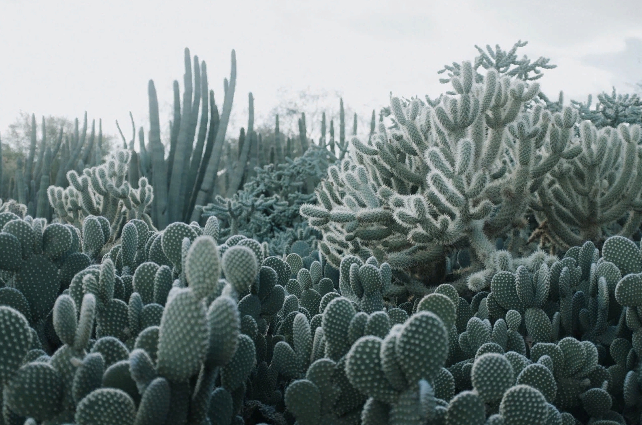 

Дизайнерские обои Cacti